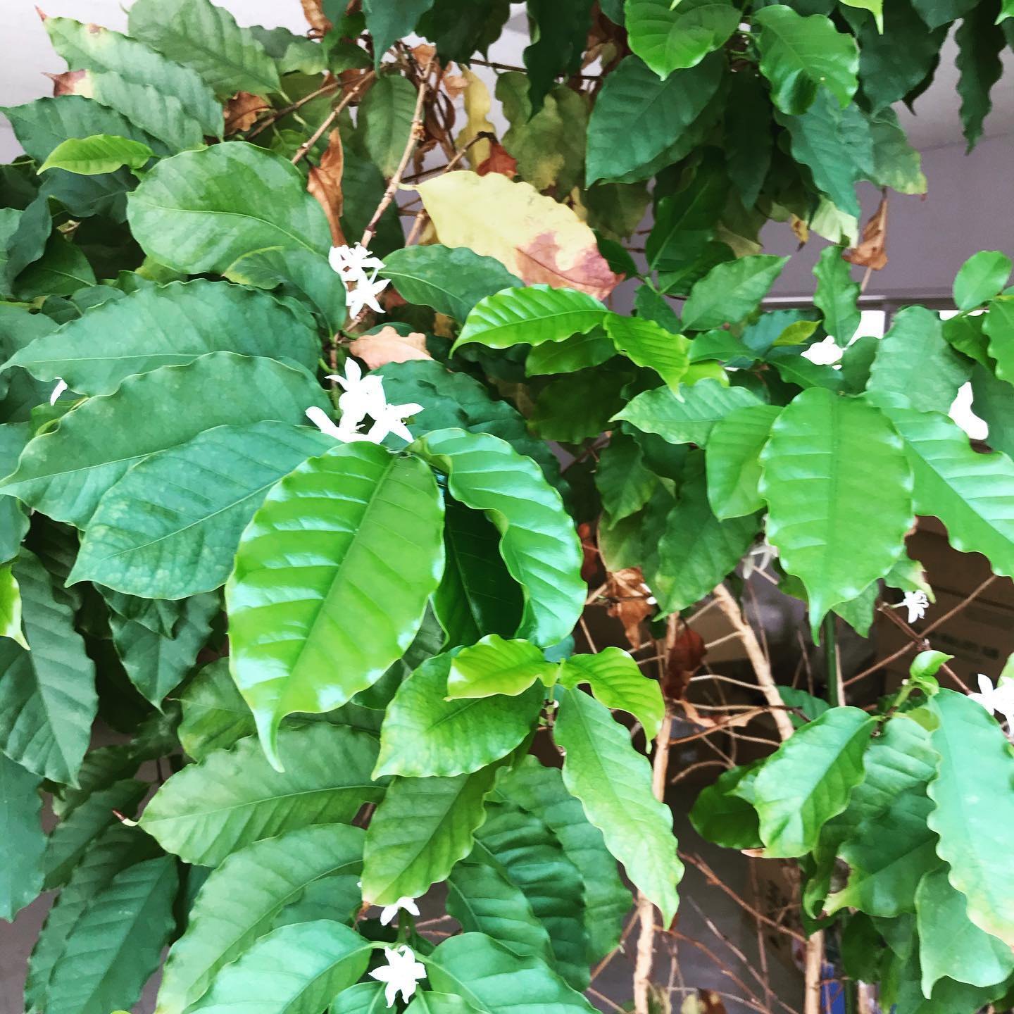 店で育てているコーヒーの木の花